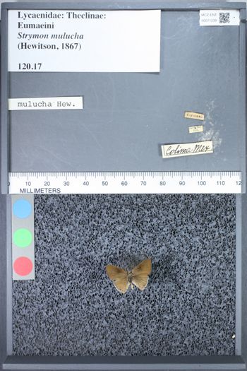 Media type: image;   Entomology 71239